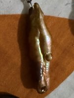 IMG_1474.jpeg