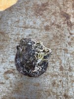 IMG_4709.jpeg