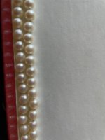 IMG_6248.jpeg