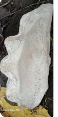 Another fake giant pearl.jpg Another fake giant pearl.jpg
