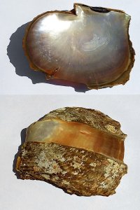 web_nacre madagascar recto verso.jpg