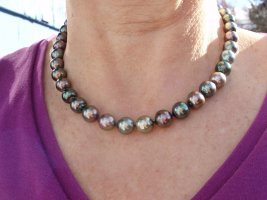 Mixed color Tahitians outdoors sunny day forum.jpeg