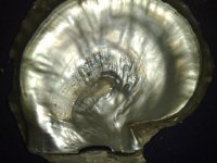 perle010.jpg