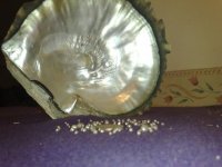 perle011.jpg