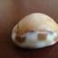 Pearly Shell