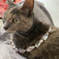 Amoreperla