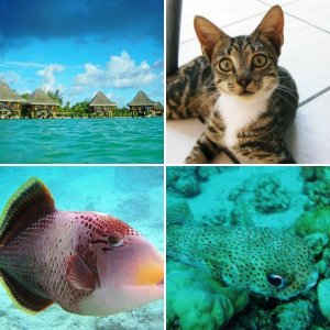 French Polynesia (Moorea, Bora Bora, Rangiroa)