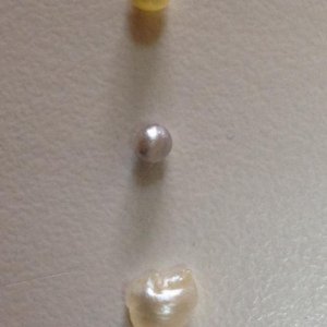 Pinctada radiata Pearls