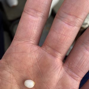 Bit into a pearl eating oysters
