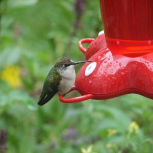 hummingbird2