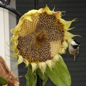 sunflower2