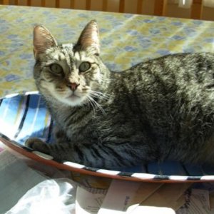 Oscar in the bread dish