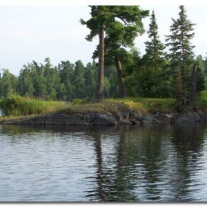 Shield country.. the trees can root on just rock! Very little soil  throughout. The lakes have rock bases and bare rock is used as base for building foundations. You can see striations in places on the ancient rock from glacier movement.