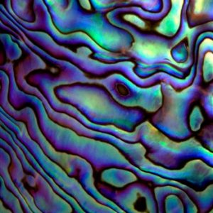 paua shell