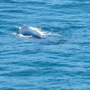 3.  This female Southern Right whale and her calf seemed to be following us - for about 5 km or so - this is at (where else?) Whale Beach!!