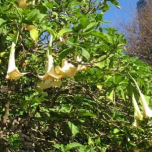 Random white trumpet like flowers.