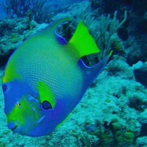 cozumel blue fish