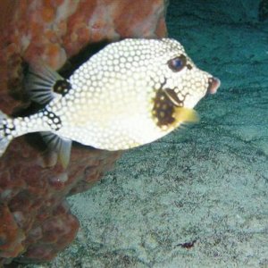 cozumel cowfish