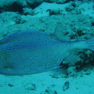 cozumel honeycomb cowfish