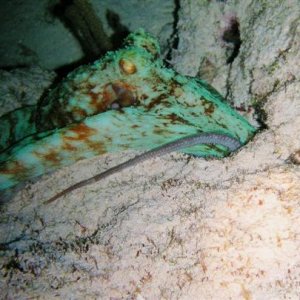 cozumel octopus hunting