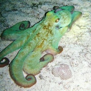 cozumel octopus
