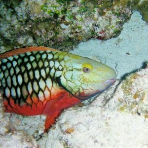 cozumel parrotfish
