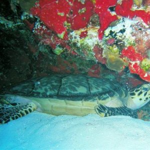 cozumel resting turtle