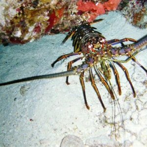 cozumel spiney lobster