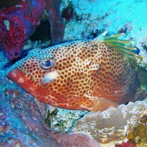 cozumel spotted fish