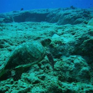 cozumel turtle swimming