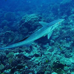 tahiti29