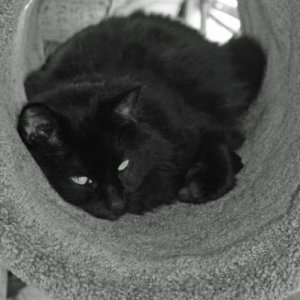 My oldest - Dixie.  Unfortunately she was around when I got my first digital camera.  I was single at the time so she was the only thing that moved.  I took so many pictures of her that now when she sees me pull out the camera she leaves the room.