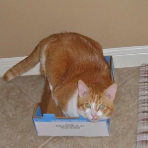 Fat cat in a little box