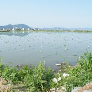pearl farm