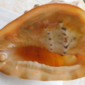 Cassis Cornuta's 42cts pearl on the shell