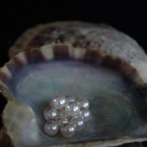 Japanese AKoya