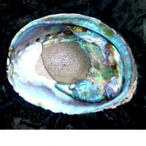 Conical Abalone in shell