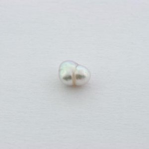 Pteria pearl 2