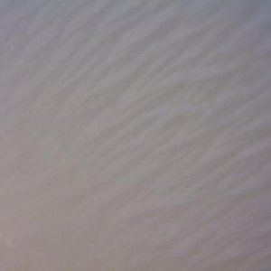 Tridacna Flame 2