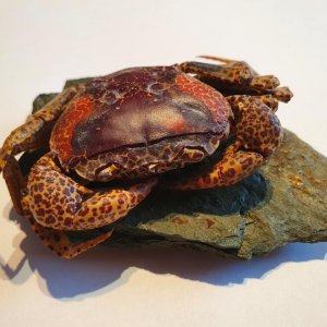 Panther crab.Live in our aquarium for 2 years.Was big territory protector,predator indeed.Many fish were eaten by him.Favorite way was to injure them in stomach and later catch it.He had changed his shell 4 times during groving time.So one of them I collect.Can Crabs make Pearls?seems to be yes,at least the internet can find information about it.