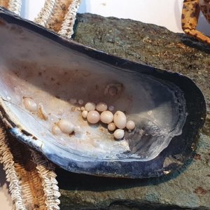 Mussel with many growing pearls