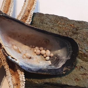 Mussel with many growing pearls