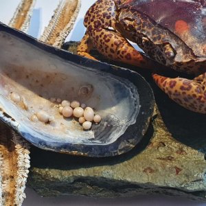 Mussel with many growing pearls