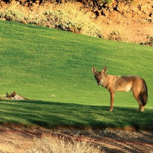 Coyotoes on the golf course