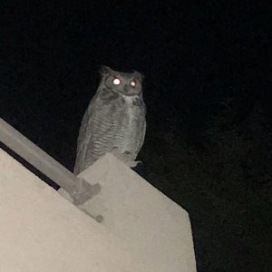 Great Horned Owl, on the top of my roof !