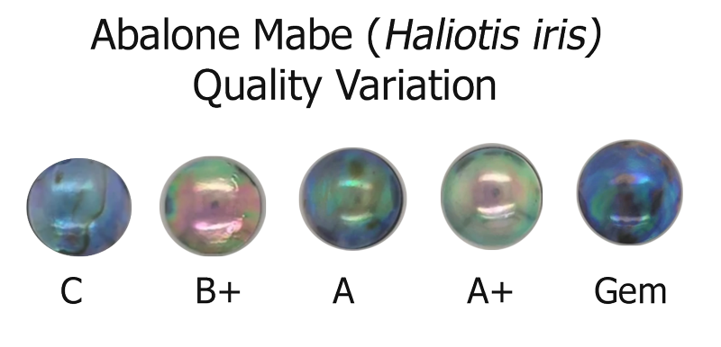 NZ Abalone Mabe Quality Grades