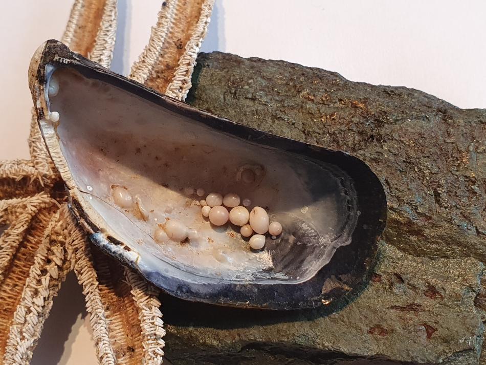 Mussel with many growing pearls