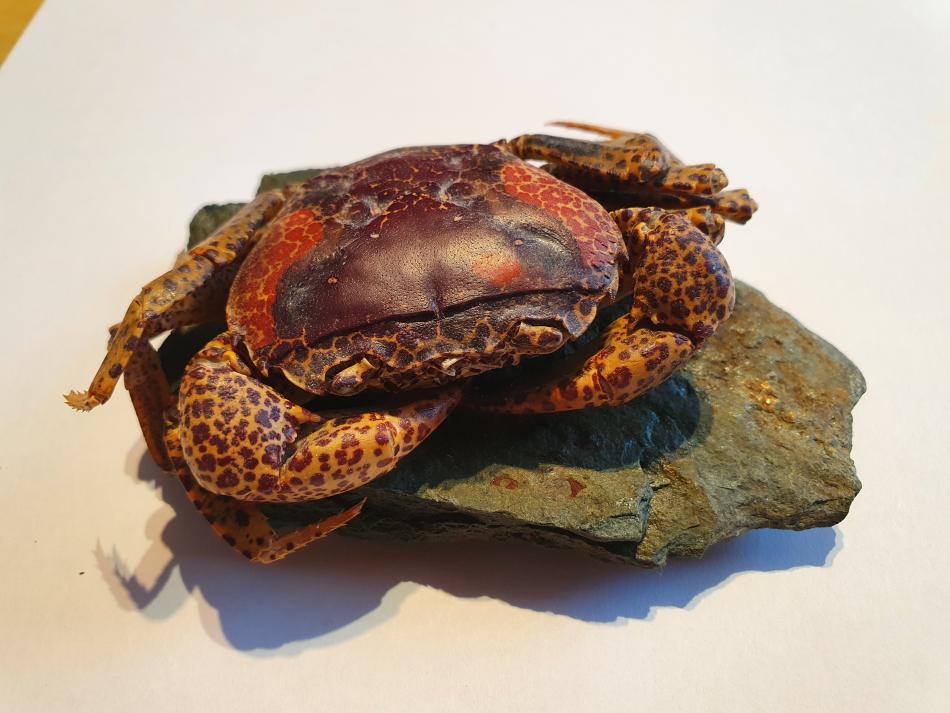 Panther crab.Live in our aquarium for 2 years.Was big territory protector,predator indeed.Many fish were eaten by him.Favorite way was to injure them in stomach and later catch it.He had changed his shell 4 times during groving time.So one of them I collect.Can Crabs make Pearls?seems to be yes,at least the internet can find information about it.